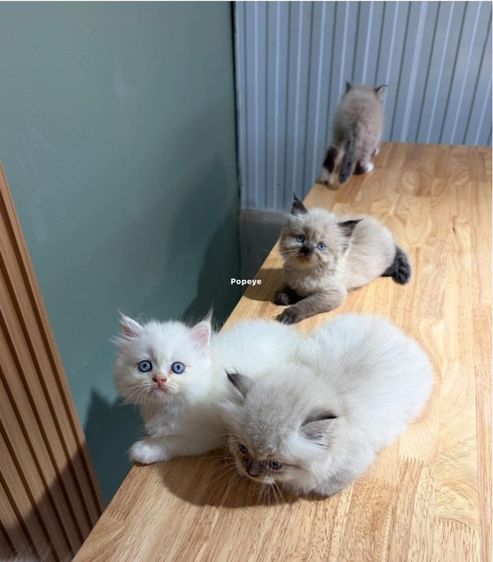 ลูกแมว  รูปที่ 2