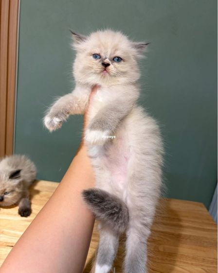 ลูกแมว  รูปที่ 3