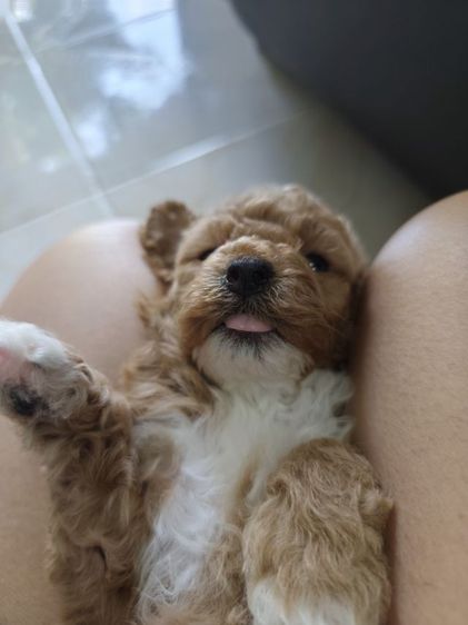 พุดเดิ้ลทอย เพศเมียจังหวัดอุดรธานี รูปที่ 9