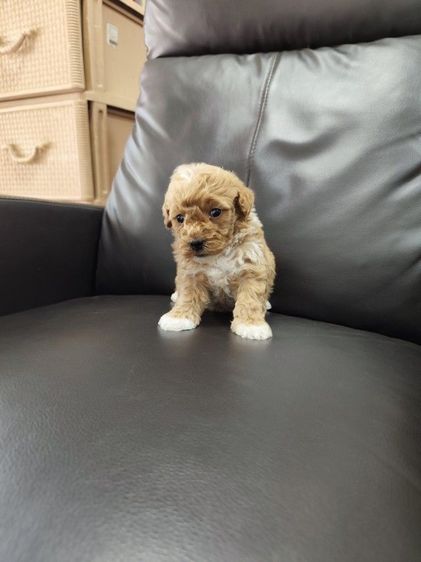 พุดเดิ้ลทอย เพศเมียจังหวัดอุดรธานี รูปที่ 6