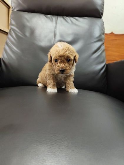 พุดเดิ้ลทอย เพศเมียจังหวัดอุดรธานี รูปที่ 4