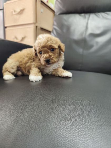 พุดเดิ้ลทอย เพศเมียจังหวัดอุดรธานี รูปที่ 8