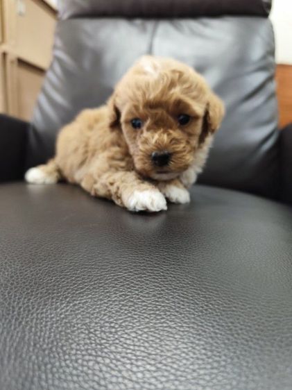 พุดเดิ้ลทอย เพศเมียจังหวัดอุดรธานี รูปที่ 3