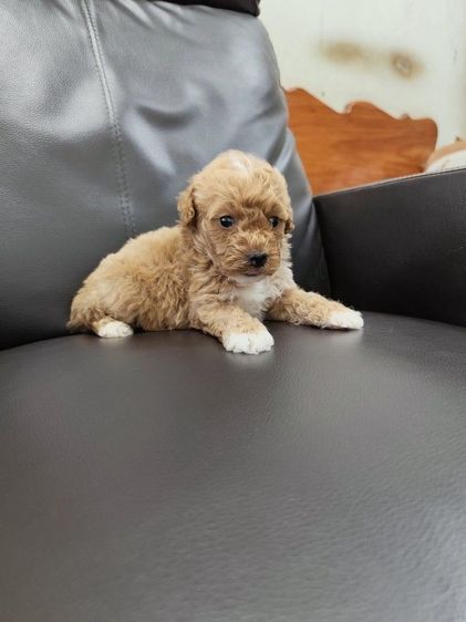 พุดเดิ้ลทอย เพศเมียจังหวัดอุดรธานี รูปที่ 7