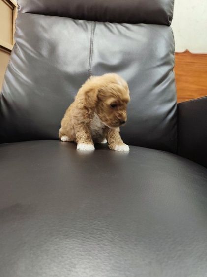 พุดเดิ้ลทอย เพศเมียจังหวัดอุดรธานี รูปที่ 5