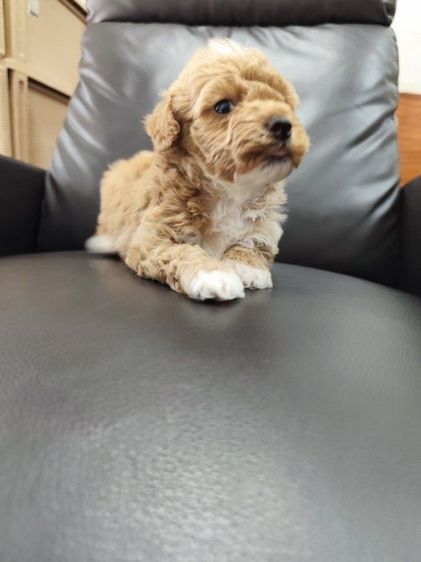 พุดเดิ้ลทอย เพศเมียจังหวัดอุดรธานี รูปที่ 2