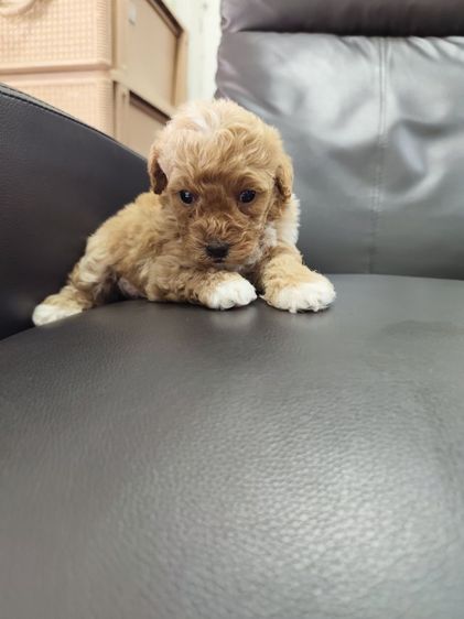 พุดเดิ้ลทอย เพศเมียจังหวัดอุดรธานี รูปที่ 10