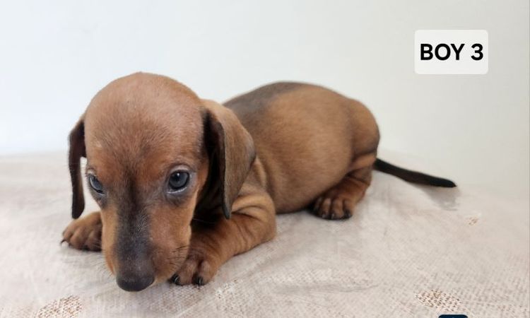 ดัชชุน Standard แท้ พร้อมย้ายบ้าน 4 เมษา 0828658007 เมืองปทุม รูปที่ 11