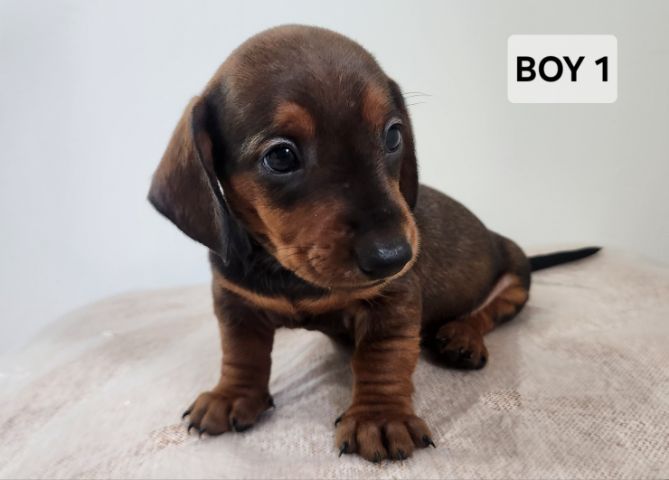 ดัชชุน Standard แท้ พร้อมย้ายบ้าน 4 เมษา 0828658007 เมืองปทุม รูปที่ 5