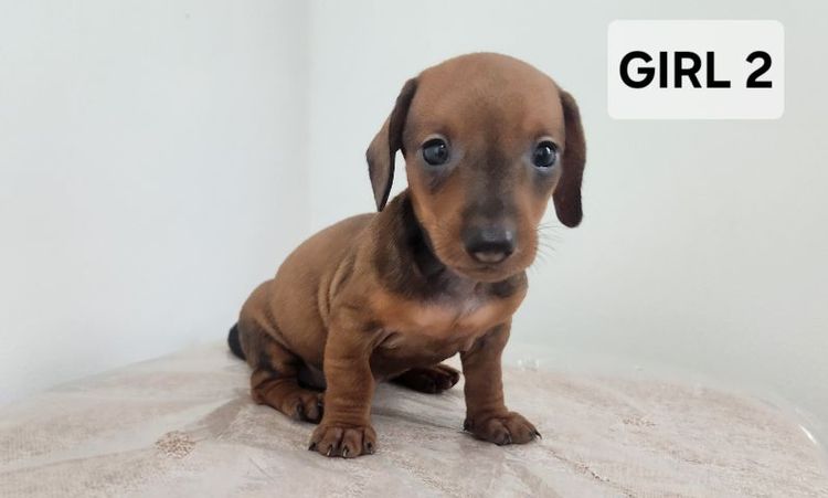 ดัชชุน Standard แท้ พร้อมย้ายบ้าน 4 เมษา 0828658007 เมืองปทุม รูปที่ 6