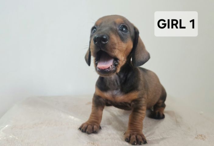 ดัชชุน Standard แท้ พร้อมย้ายบ้าน 4 เมษา 0828658007 เมืองปทุม รูปที่ 4