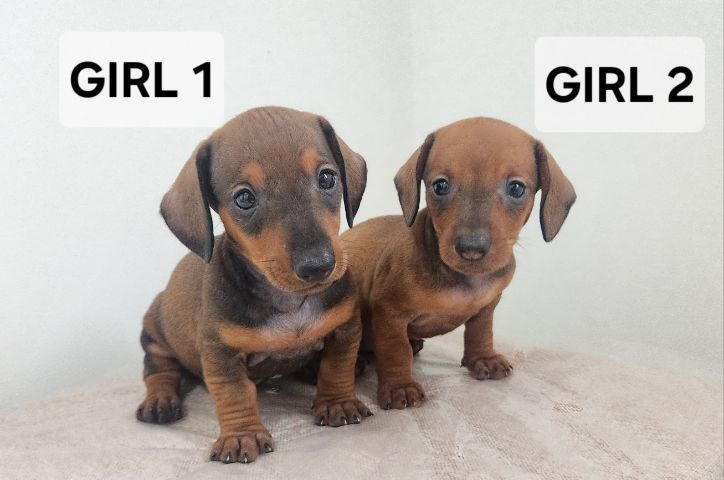 ดัชชุน Standard แท้ พร้อมย้ายบ้าน 4 เมษา 0828658007 เมืองปทุม