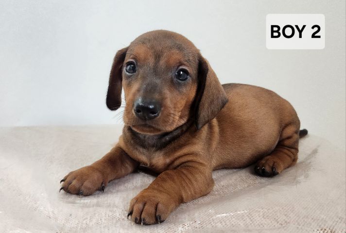 ดัชชุน Standard แท้ พร้อมย้ายบ้าน 4 เมษา 0828658007 เมืองปทุม รูปที่ 8