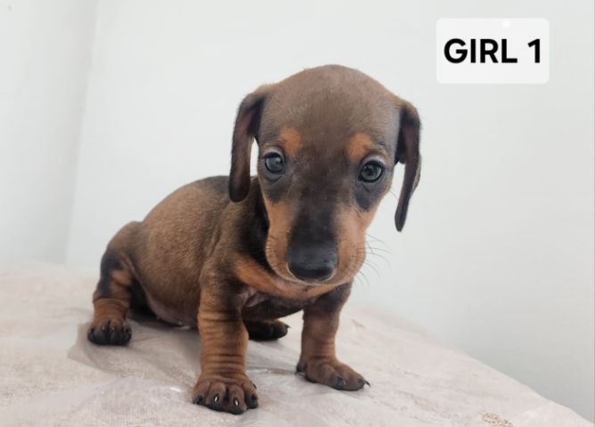 ดัชชุน Standard แท้ พร้อมย้ายบ้าน 4 เมษา 0828658007 เมืองปทุม รูปที่ 2