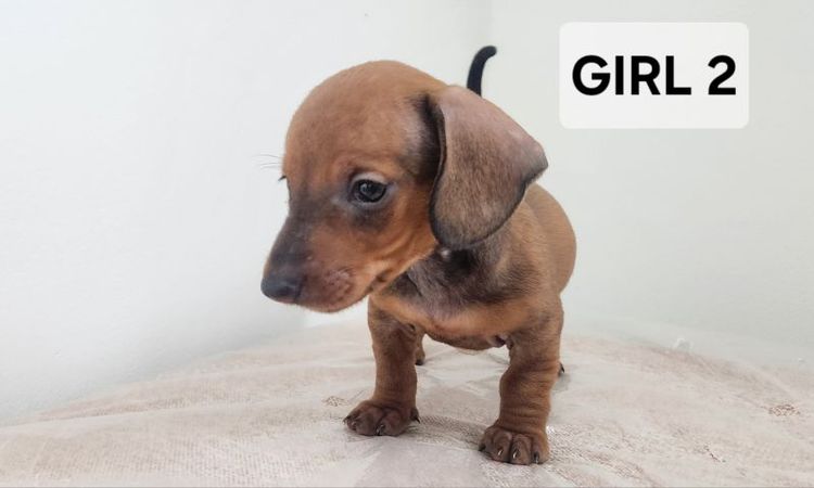 ดัชชุน Standard แท้ พร้อมย้ายบ้าน 4 เมษา 0828658007 เมืองปทุม รูปที่ 3