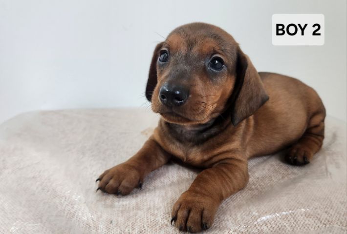 ดัชชุน Standard แท้ พร้อมย้ายบ้าน 4 เมษา 0828658007 เมืองปทุม รูปที่ 9