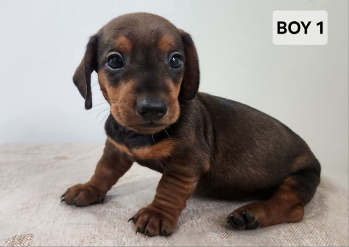 ดัชชุน Standard แท้ พร้อมย้ายบ้าน 4 เมษา 0828658007 เมืองปทุม รูปที่ 7