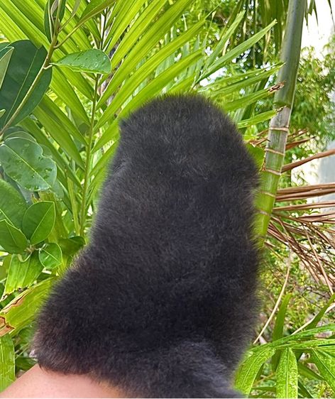 ปอมแท้ รูปที่ 2