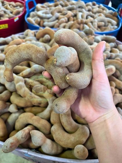 มะขามหวาน สีทอง สวนจากเพชรบูรณ์ รูปที่ 3