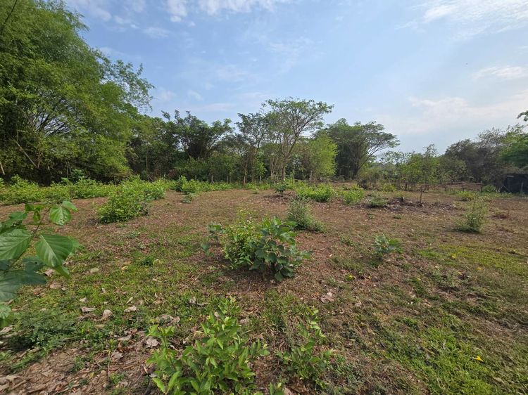 ขายที่ดินสันกำแพง มี 2 แปลง รวม 231 ตรว.  รูปที่ 2