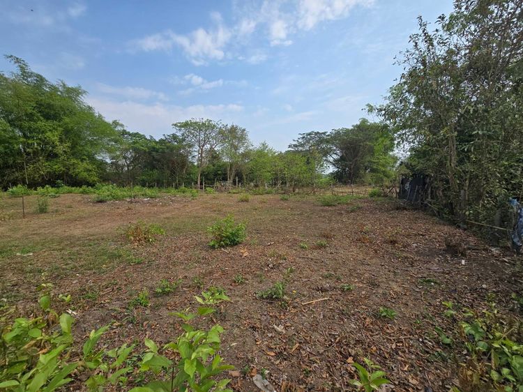 ขายที่ดินสันกำแพง มี 2 แปลง รวม 231 ตรว. 