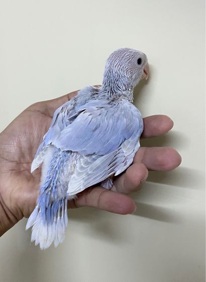 ลูกป้อนริงเนคม่วงเลสวิง เมียพร้อมใบ รูปที่ 4