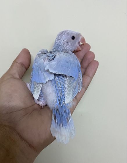 ลูกป้อนริงเนคม่วงเลสวิง เมียพร้อมใบ รูปที่ 2