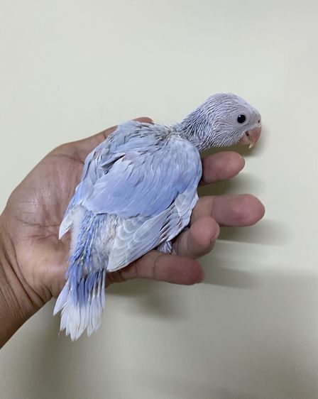 ลูกป้อนริงเนคม่วงเลสวิง เมียพร้อมใบ รูปที่ 3