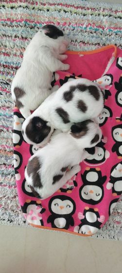 ลูกสุนัข รูปที่ 2