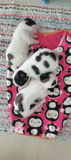 ลูกสุนัข