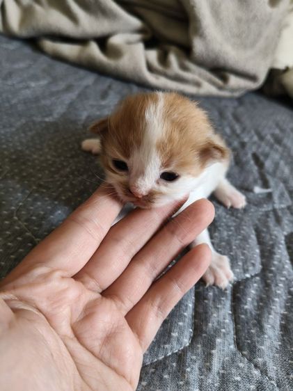 ต้าวอ้วงเปอร์เซีย เปิดจุ๊ฟๆ รูปที่ 3