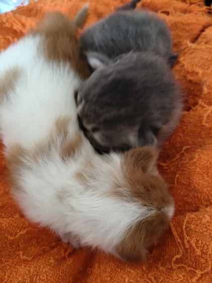 ต้าวอ้วงเปอร์เซีย เปิดจุ๊ฟๆ รูปที่ 2