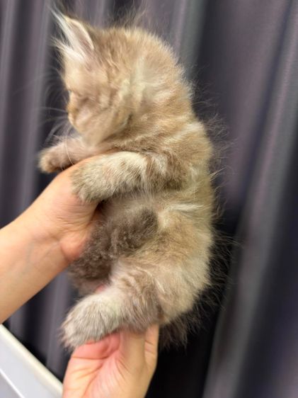 ลูกแมวเปอร์เซีย เด็กชาย2เดือน รูปที่ 2
