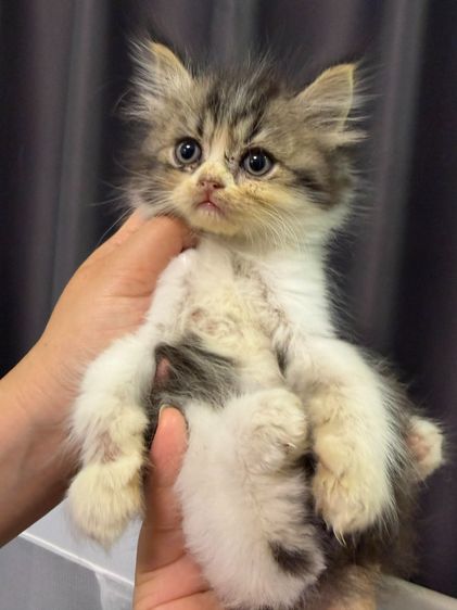 ลูกแมวเปอร์เซีย เด็กชาย2เดือน รูปที่ 7