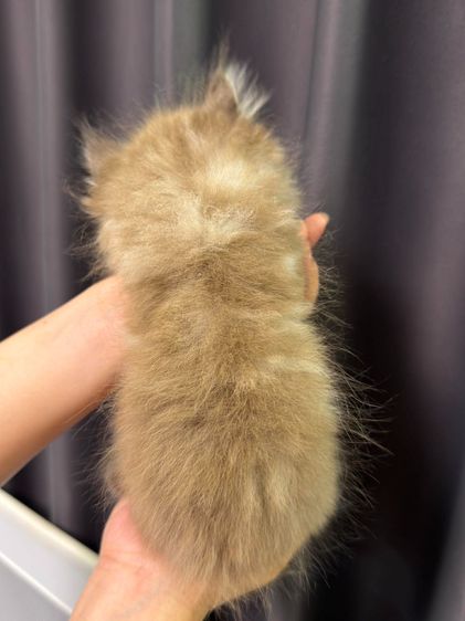 ลูกแมวเปอร์เซีย เด็กชาย2เดือน รูปที่ 3