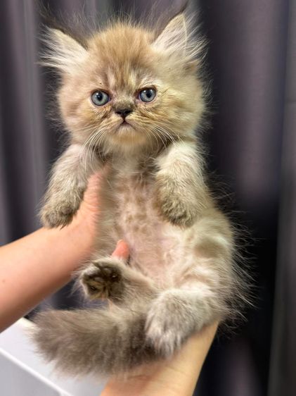 ลูกแมวเปอร์เซีย เด็กชาย2เดือน