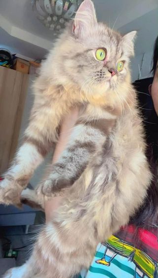 ลูกแมวเปอร์เซีย เด็กชาย2เดือน รูปที่ 11