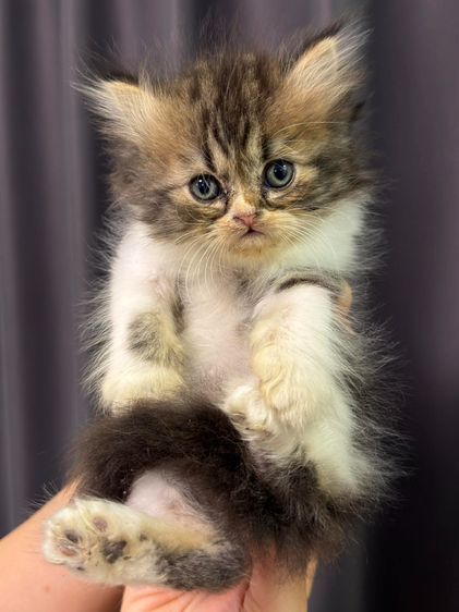 ลูกแมวเปอร์เซีย เด็กชาย2เดือน รูปที่ 4