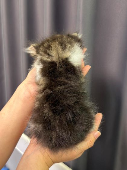 ลูกแมวเปอร์เซีย เด็กชาย2เดือน รูปที่ 6