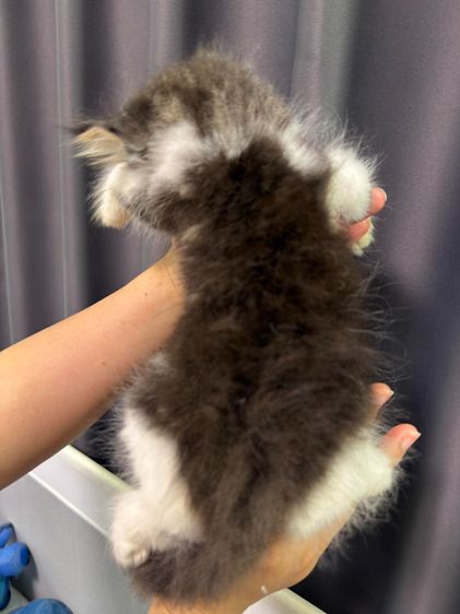 ลูกแมวเปอร์เซีย เด็กชาย2เดือน รูปที่ 9