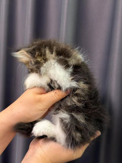 ลูกแมวเปอร์เซีย เด็กชาย2เดือน รูปที่ 5