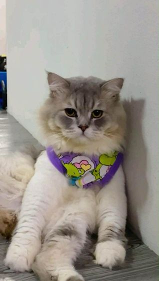 ลูกแมวเปอร์เซีย เด็กชาย2เดือน รูปที่ 10