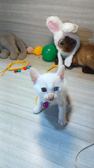 ขายแล้ว💢แมวขาวมณีตาสองสี เพศเมีย อายุ45วัน มัำจำจองไว้ก่อนได้รอย้ายทำวัคซีนให้ ก่อนย้ายตรวจหัดแมวฟรีรับประกันเอดส์แมวกับรูคีเมียคะ