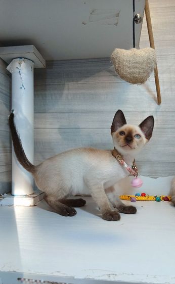 แมววิเชียรมาศ ตาสองสี เพศเมีย อายุ2เดือนต้นๆ คะวัคซีนแล้ว1เข็มก่อนย้ายตรวจหัดแมวฟรีรับประกันเอดส์แมวกับรูคีเมียคะ