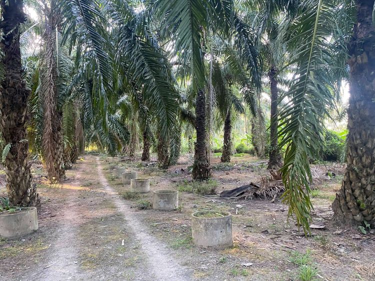 ที่ดินมีรายได้ ทำเลอนาคต ตรงข้ามโลตัสเวียงสระ 5 ไร่ 30 ตารางวา  รูปที่ 2