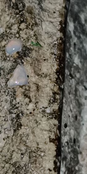 พระสมเด็จวัดระฆัง รูปที่ 13