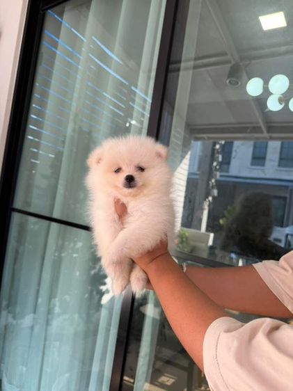ปอมเมอเรเนียน (Pomeranian) เล็ก ปอมเมอเรเนียน