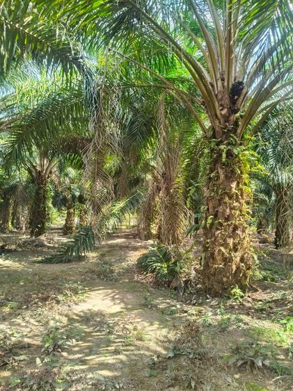 ที่ดิน เนื้อที่ 6 ไร่ 303 ตารางวา รูปที่ 2