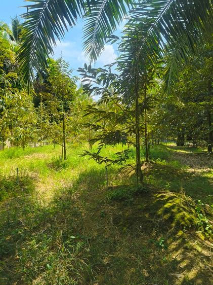 ที่ดิน เนื้อที่ 6 ไร่ 303 ตารางวา รูปที่ 3