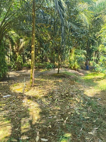 ที่ดิน เนื้อที่ 6 ไร่ 303 ตารางวา